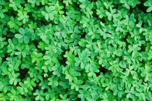 Adworld: Be a Shamrock in a Time of Darkness