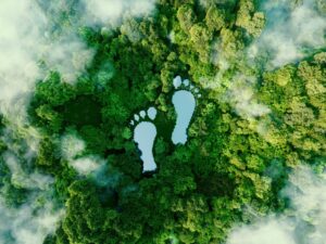 two footprint-shaped lakes in a lush, green forest