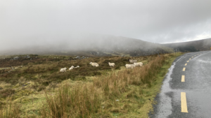 sheep in a misty field by the road